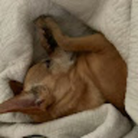 Meet your Posher, Lizzie - Picture 1 of 1